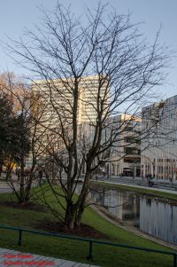Habitus im Winter Acer x zoeschense