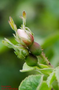 Blütenknospe von Rosa tomentosa