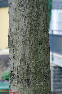 Rinde von Chinesischer Amberbaum / Liquidambar formosana