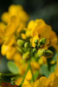 Blütenknospe von Senna x floribunda