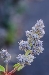 Blütenknospe von Ceanothus x delilianus