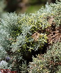 Blüten von Glatte Arizona-Zypresse / Cupressus glabra