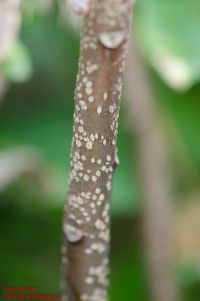 Rinde von Japanischer Papierbusch / Edgeworthia chrysantha