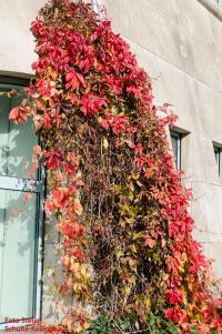 Habitus/ Gestalt / Äußere Form von Parthenocissus inserta