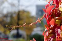 Zweig von Parthenocissus inserta