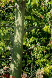 Borke von Lacebark Flaschenbaum