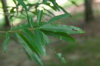 Zweig Quercus phellos