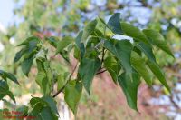 Zweig von Catalpa bungei