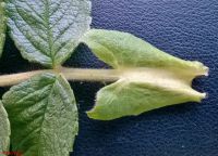 Nebenblätter Rosa rugosa