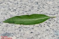 Blatt von Lycium barbarum Gemeiner Bocksdorn
