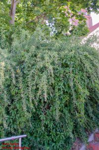 Habitus/ Gestalt / Äußere Form von Lycium barbarum