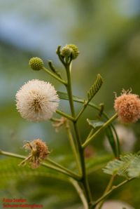 Blüten von Leucaena leucocephala