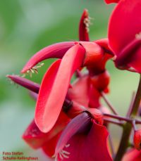 Blüten von Erythrina crista-galli