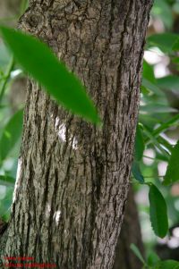 Rinde von Korallenbaum / Erythrina crista-galli