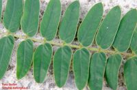 Blattfiedern Detailansicht Senna didymobotrya