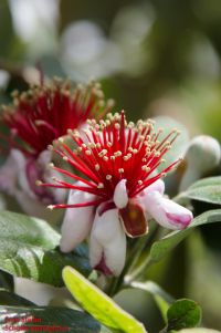 Blüten von Feijoa sellowiana