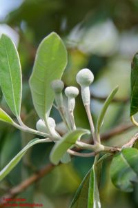 Blütenknospe von Feijoa sellowiana