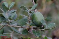 Zweig mit Frucht Feijoa sellowiana