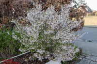 Habitus/ Gestalt / Äußere Form von Prunus nipponica var. kurilensis