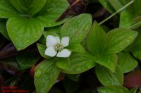Blüten von Cornus canadensis