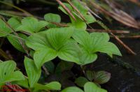 Zweig von Cornus canadensis