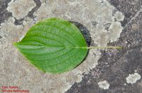 Blatt von Cornus alternifolia Wechselblättriger Hartriegel
