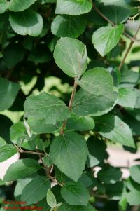 Zweig von Viburnum carlesii