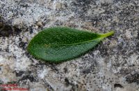 Blatt von Rhododendron hirsutum Behaarte Alpenrose