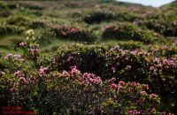 Habitus/ Gestalt / Äußere Form von Rhododendron ferrugineum