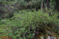 Habitus, Einzelstrauch, nicht blühend Rhododendron ferrugineum