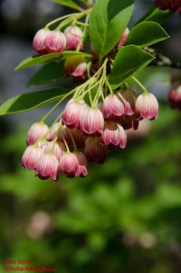 Blüten von Enkianthus campanulatus