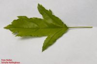 Blatt von Malus sieboldii Siebolds Apfel