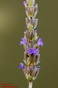 Blüten von Lavandula dentata