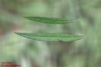 Blatt von Freylinia lanceolata Honigglockenbusch