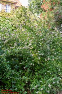 Habitus/ Gestalt / Äußere Form von Abelia chinensis