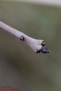 Endknospe von Fraxinus excelsior f. pendula