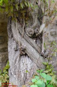 Stamm altes Exemplar Wisteria floribunda