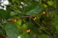 Zweig von Ficus benjamina