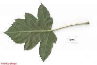 Blattrückseite von Dreilappiger Apfel