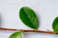 Blatt von Cotoneaster x suecicus Schwedische Zwergmispel