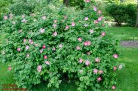 Habitus/ Gestalt / Äußere Form von Rosa gallica