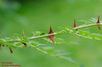 junger Zweig Rosa sericea ssp. omeiensis f. pteracantha