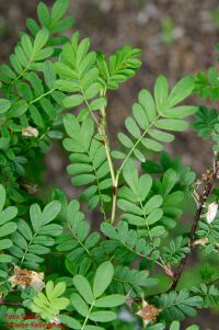 Zweig von Rosa sericea ssp. omeiensis f. pteracantha
