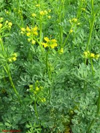 Blüten von Ruta graveolens
