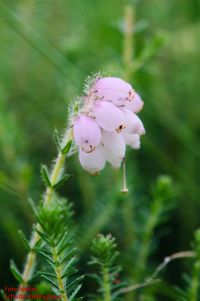 Blüten von Erica tetralix