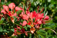 Blüten von Bauhinia galpinii