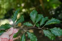 Zweig von Fagus sylvatica f. grandidentata