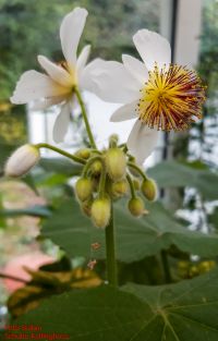 Blüten von Sparmannia africana