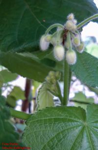 Blütenknospe von Sparmannia africana