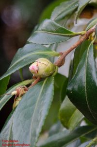 Blütenknospe von Camellia sasanqua